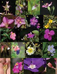 Image result for Antherotoma angustifolia
