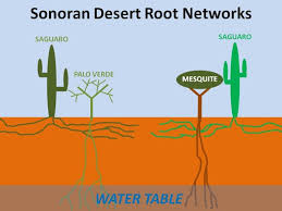 Check spelling or type a new query. Earth S Internet Natural Networking Distant Volcano Eruptions Help Saguaro Nursery Baby Booms