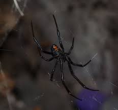Widow spiders and humans rarely interact. Black Widow Spider Bite Wikem