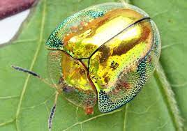 We did not find results for: From Turtle Shell To Poop Umbrella This Is One Unusual Group Of Beetles