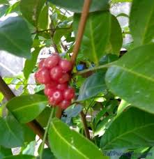 Salah satu terapi komplementer untuk mengatasi hipertensi yaitu dengan pemberian rebusan daun salam. Daun Salam Bumbu Masak Yang Multi Khasiat Bagi Kesehatan Balipuspanews Com