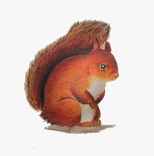 Nursery prints for kids clipart. Red Squirrel Clipart Squirrel Hd Png Download Kindpng