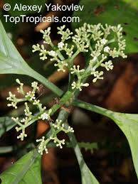 Image result for Psychotria auxopoda