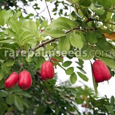 Image result for Blighia