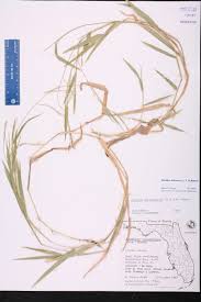 Image result for Brachychloa