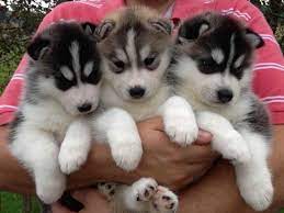 For adoption information, contact the foster home. Bay Area Siberian Husky Rescue Petsidi