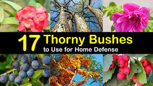 Check spelling or type a new query. 17 Thorny Bushes To Use For Home Defense