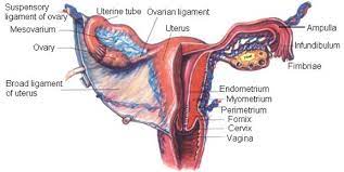 Laparoscopic anatomy of the female pelvic region. Female Reproductive Anatomy Reproductive Medbullets Step 1