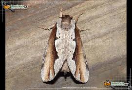 Image result for Multidentia exserta