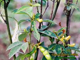 Image result for Cajanus cajan