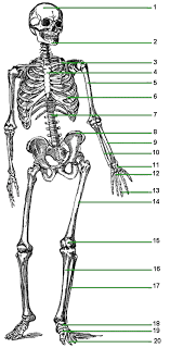 Standing erect hands at side with palms facing forward feet together. Introduces The Skeletal System Lesson Tutor