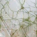 Image result for Potamogeton trichoides