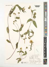 Image result for Aspilia africana