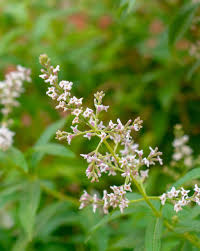 Image result for Aloysia