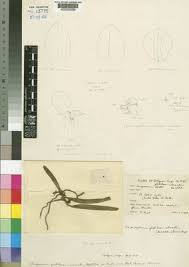 Image result for Rhipidoglossum globulosocalcaratum