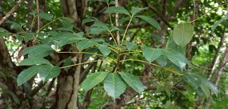 Image result for Hevea brasiliensis