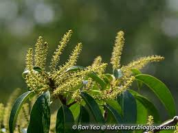 Image result for Excoecaria bussei