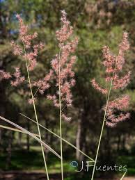 Image result for Melinis ambigua