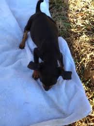 Blue coloured doberman pinscher puppies for sale. Doberman Pinscher Puppies For Sale Georgia