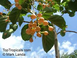 Image result for Cordia mukuensis