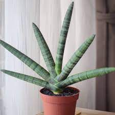 Sansevieria Cylindrica Boncel Starfish Snake Plant Boncel Uploaded By Aissaflowers