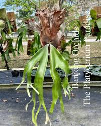 Image result for Platycerium stemaria