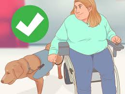 What to look for in a potential service dog How To Get A Service Dog 15 Steps With Pictures Wikihow