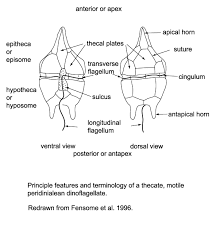 Dinoflagellates
