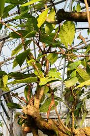 Image result for Ficus saussureana