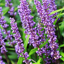 If you're unsure about the ph of your soil, or whether or not it is suitable for growing liriope, it's a good idea to test the ph in the planting area. Buy Big Blue Lily Turf Liriope Muscari 17 99 Delivery By Crocus