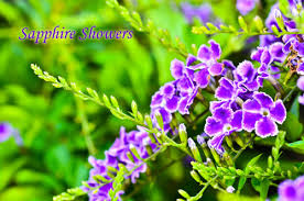 Loropetalum chinese fringe bush gardening solutions. Butterfly Plants List Butterfly Flowers And Host Plant Ideas