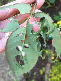 Check spelling or type a new query. Rose And Pear Slugs Sawflies