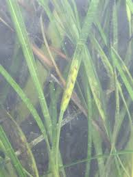 Image result for Zosteraceae