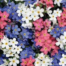 Hi my names carolyn clayton, i am an artist based in shropshire, england. Forget Me Not Seeds Mixed Colors Flower Seeds In Packets Bulk Eden Brothers