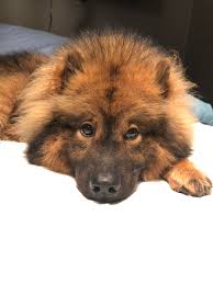 Buy and sell on gumtree australia today! Meet Nala An Eurasier From Norway Eurasier