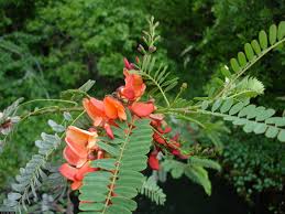 Image result for Sesbania goetzei