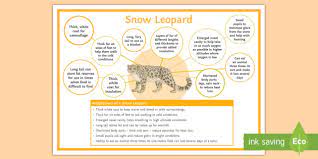 Snow leopards mostly eat himalayan tahr, camels, argali, markhor, horse, yak, bharal, langur monkeys, wild boars, marmots, rodents, snowcocks, woolly hares, chukers, red panda, pikas, and carrion. Adaptations Of A Snow Leopard Poster Snow Leopard Habitat