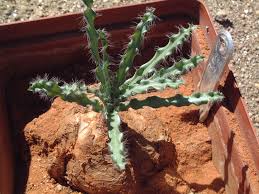 Image result for Drimia elata