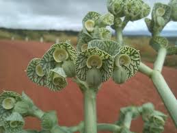 Image result for Monadenium friesii