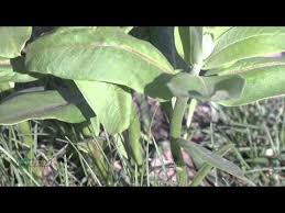 Weed Of The Week 836 Common Milkweed Air Date 4 13 14 Youtube