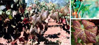 Image result for Grapevine leafroll virus