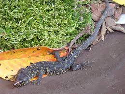 Yellow Spotted Night Lizard Information And Care Reptiles Magazine