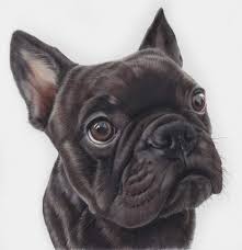 See more ideas about bulldog drawing, bulldog art, bulldog. Realistic Looking Coloured Pencil Drawing 9gag