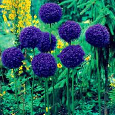 100 Seeds Giant Onion Seeds Allium Giganteum Dark Purple Allium Flowers Allium Giganteum Flowers Perennials