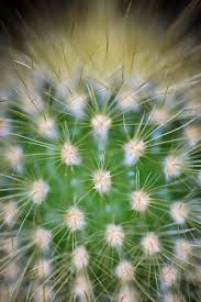 Cactus needles are extremely painful, and the muzzle will keep the dog from nipping in pain. How To Remove Cactus Needles Embedded In Skin The Painless Way Succulent Alley