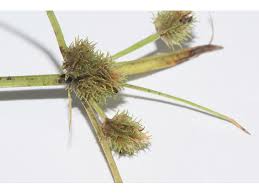 Image result for Cyperus squarrosus