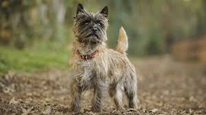 We are a small hobby breeder located on vancouver island in beautiful british our goal is to occasionally produce healthy, well adjusted puppies that will be great fun companions, as well as great representatives of their breed. Cairn Terrier Puppies For Sale Greenfield Puppies