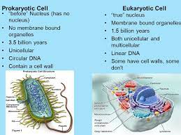 Maybe you would like to learn more about one of these? Prokaryotic Cell Before Nucleus Has No Nucleus No Membrane Bound Organelles 3 5 Billion Years Unicellular Circular Dna Contain A Cell Wall Eukaryotic Ppt Download