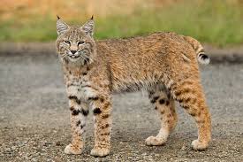 Find compact loaders, excavators, tractors, telehandlers, utility products and attachments from bobcat company. Bobcat In Black Diamond Okotoksonline Com