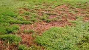 I have a problem with various types of weeds (dollar weeds being the most significant) overrunning my st. Minimizing Lawn Disease In The Fall Garden Style San Antonio